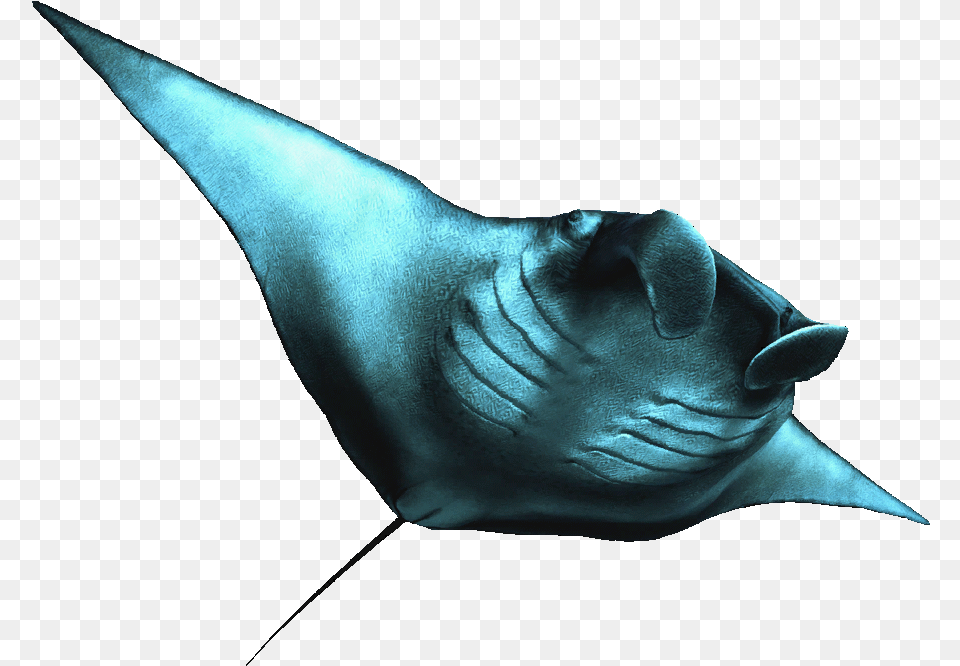 Manta Rays Background, Animal, Fish, Manta Ray, Sea Life Free Png