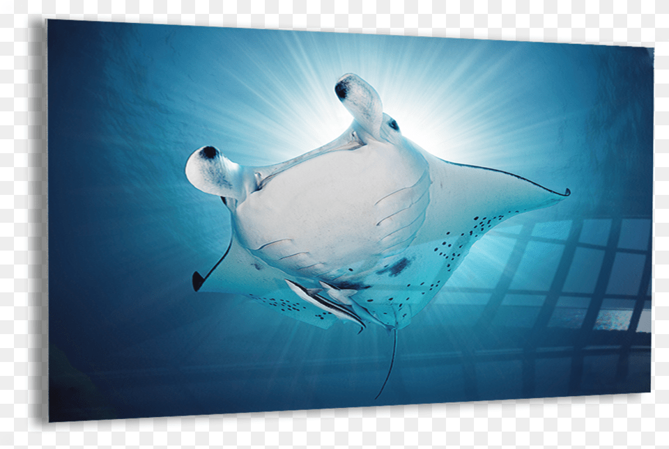 Manta Rays U2014 Kristian Laine Photography Underwater, Animal, Fish, Manta Ray, Sea Life Free Png