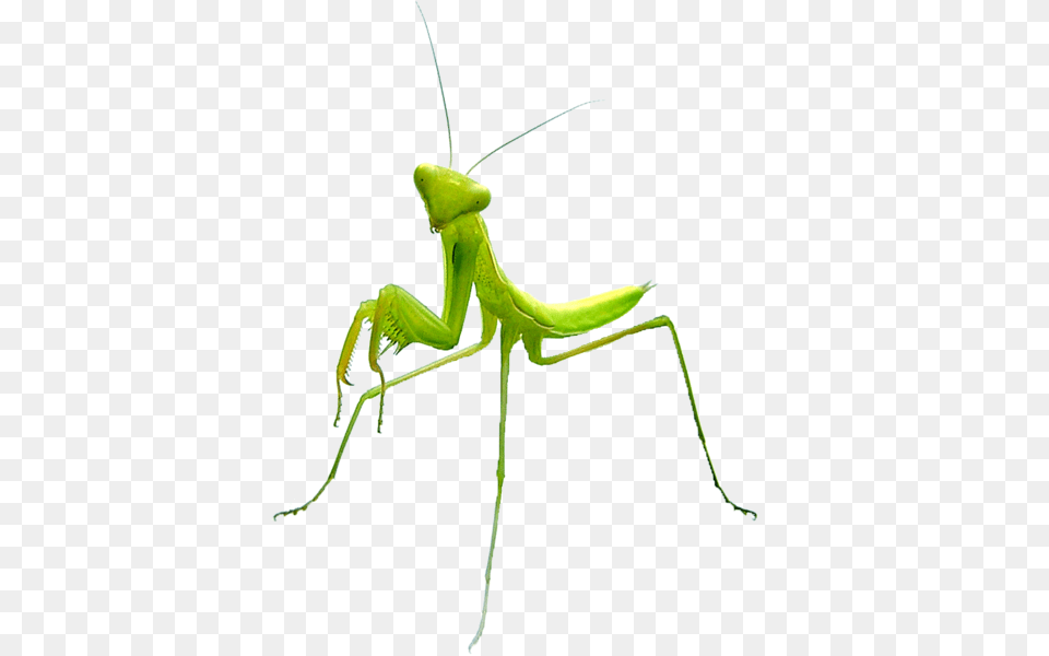 Mantis, Animal, Insect, Invertebrate Free Transparent Png
