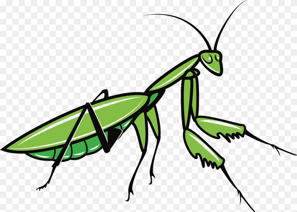 Mantis, Animal, Insect, Invertebrate Png