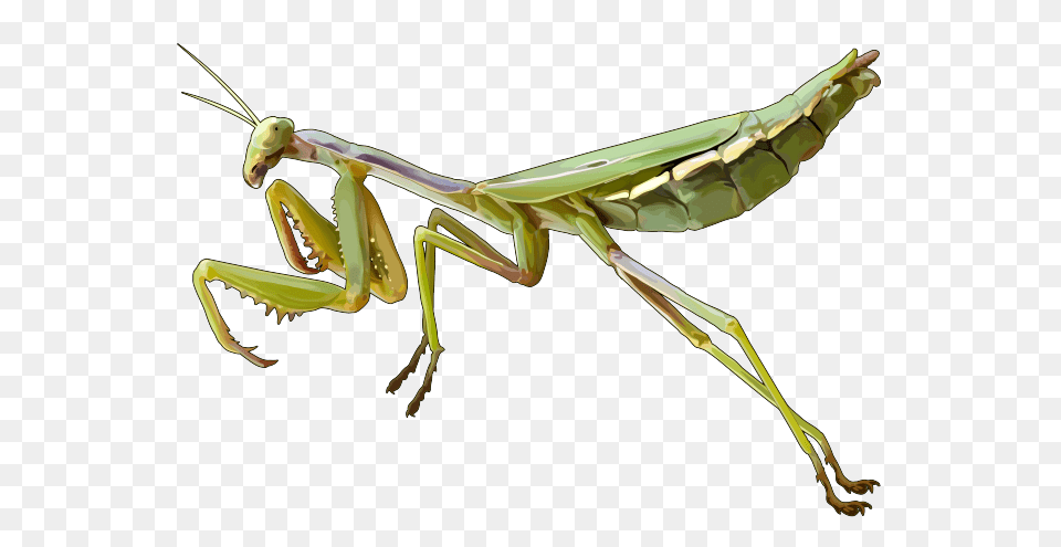 Mantis, Animal, Insect, Invertebrate, Spider Free Transparent Png