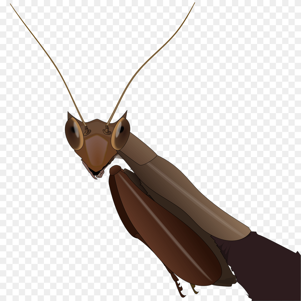 Mantis, Animal, Bow, Weapon, Insect Free Transparent Png
