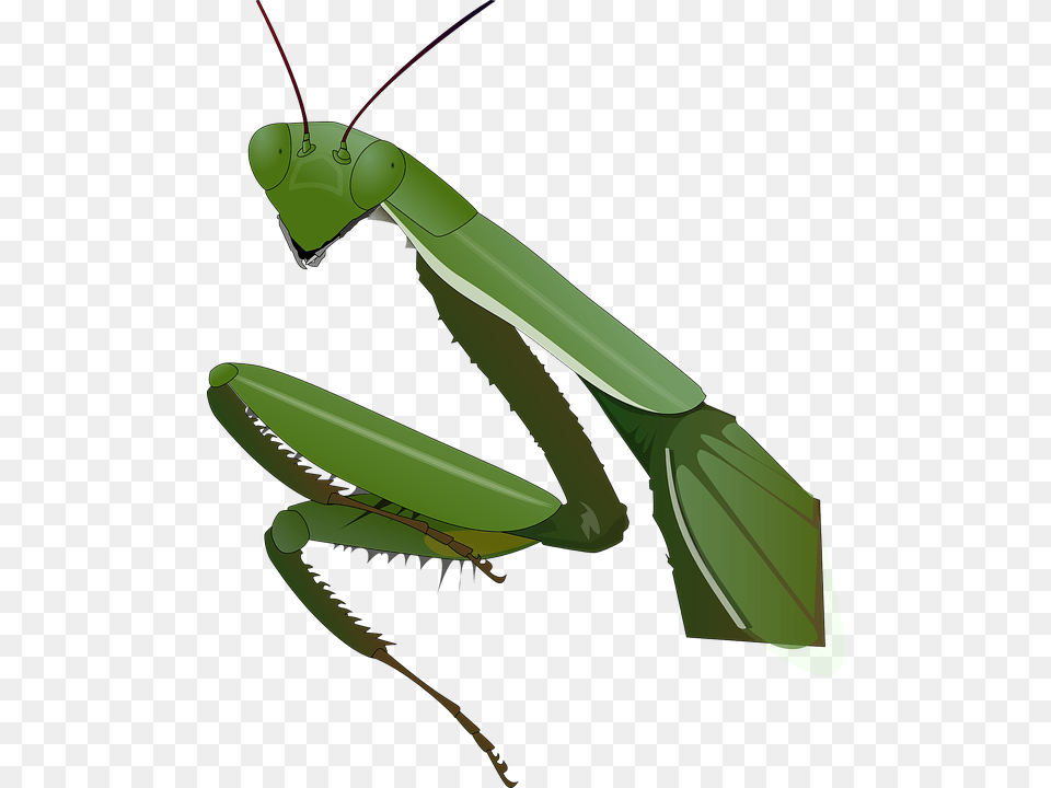 Mantis, Animal, Insect, Invertebrate Free Transparent Png