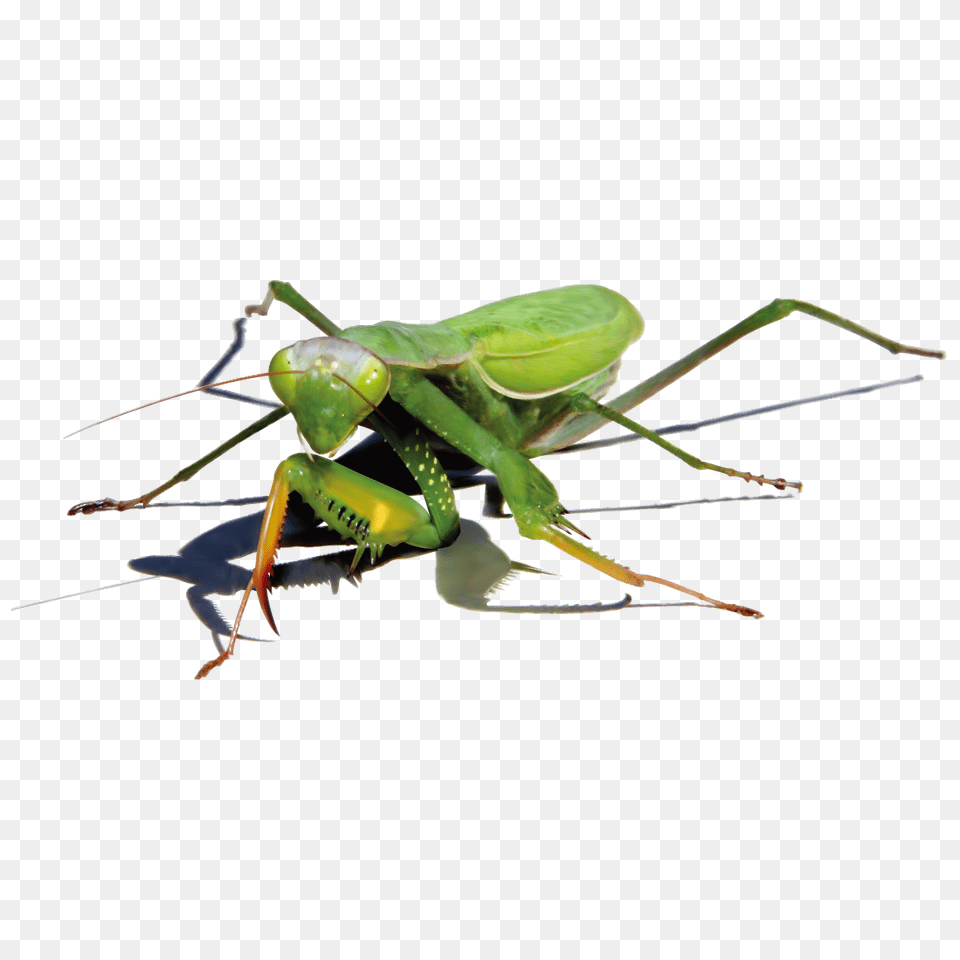 Mantis, Animal, Cricket Insect, Insect, Invertebrate Free Png