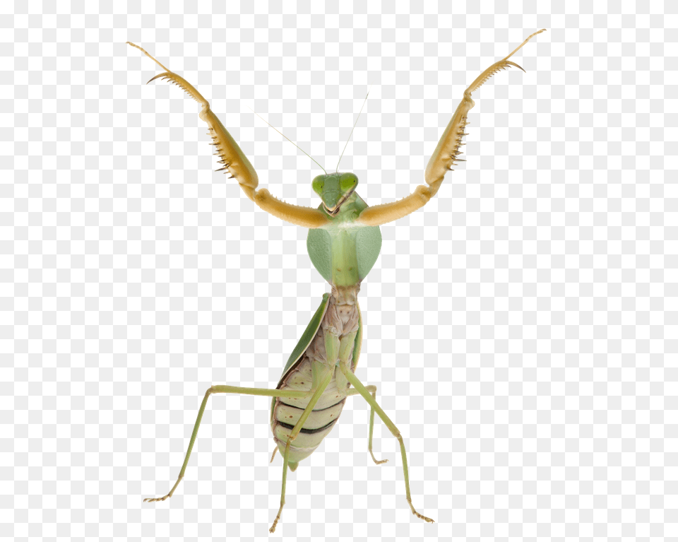 Mantis, Animal, Insect, Invertebrate, Cricket Insect Free Png