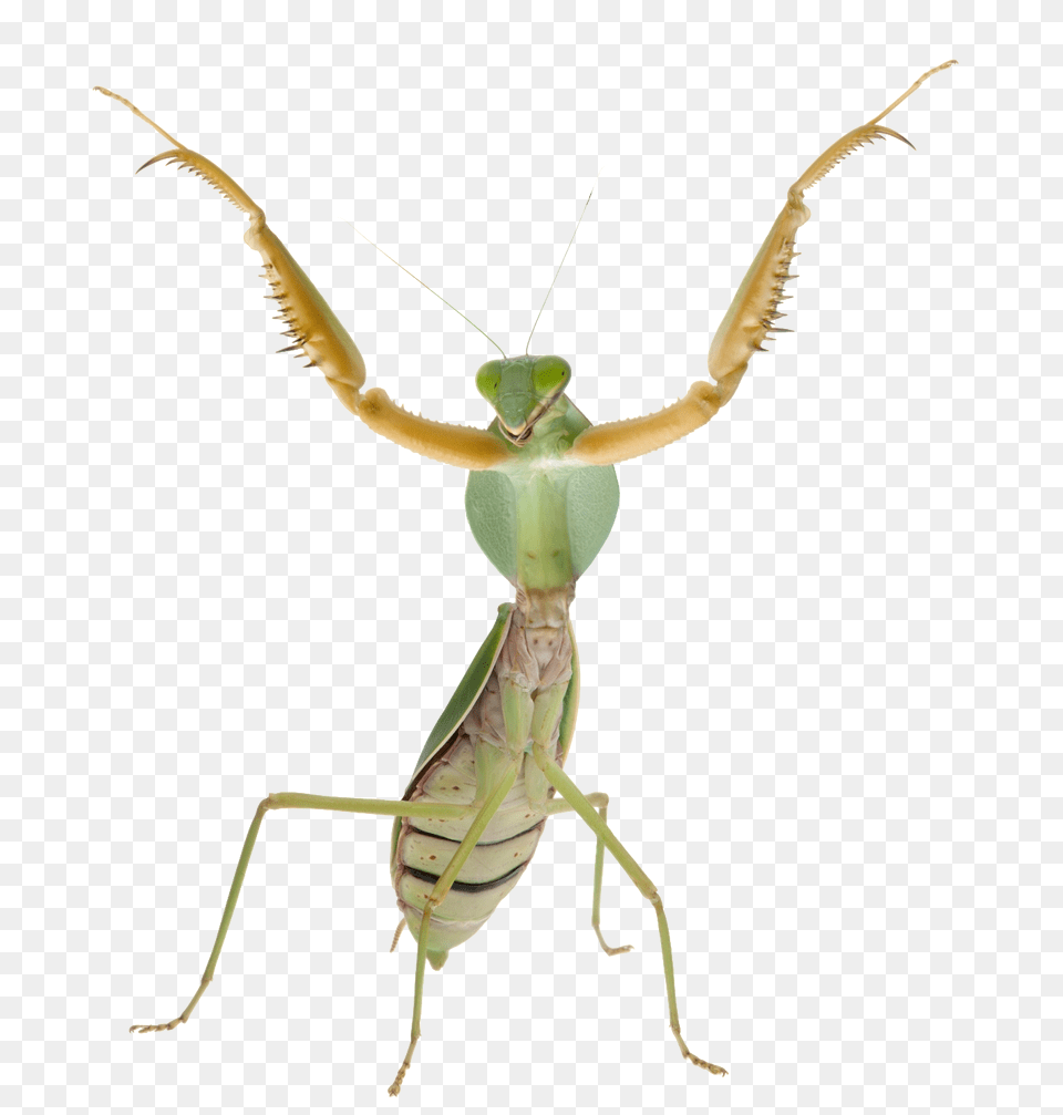 Mantis, Animal, Insect, Invertebrate, Cricket Insect Free Png Download