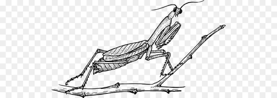 Mantis Gray Png Image
