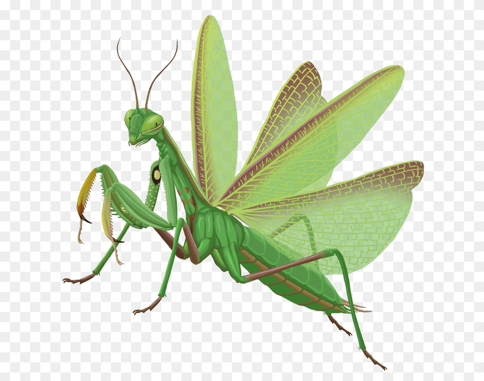 Mantis, Animal, Grasshopper, Insect, Invertebrate Png