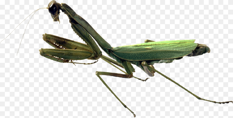 Mantis, Animal, Insect, Invertebrate, Cricket Insect Free Transparent Png