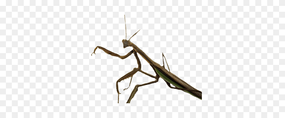 Mantis, Animal, Insect, Invertebrate Png