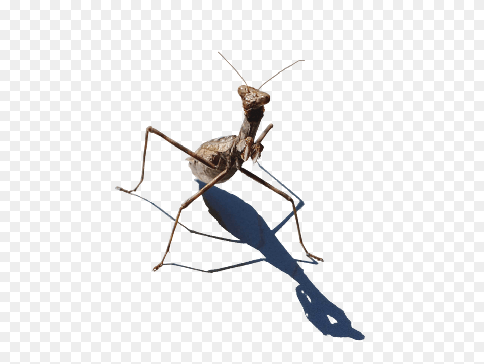 Mantis, Animal, Insect, Invertebrate, Cricket Insect Free Png Download