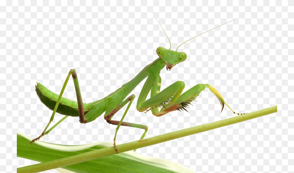Mantis, Animal, Insect, Invertebrate Free Png