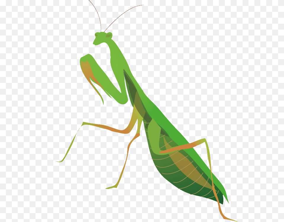 Mantis, Animal, Insect, Invertebrate, Kangaroo Free Transparent Png