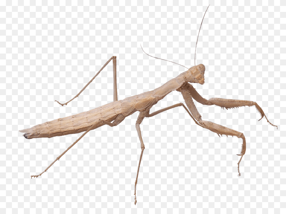 Mantis, Animal, Insect, Invertebrate Free Png Download