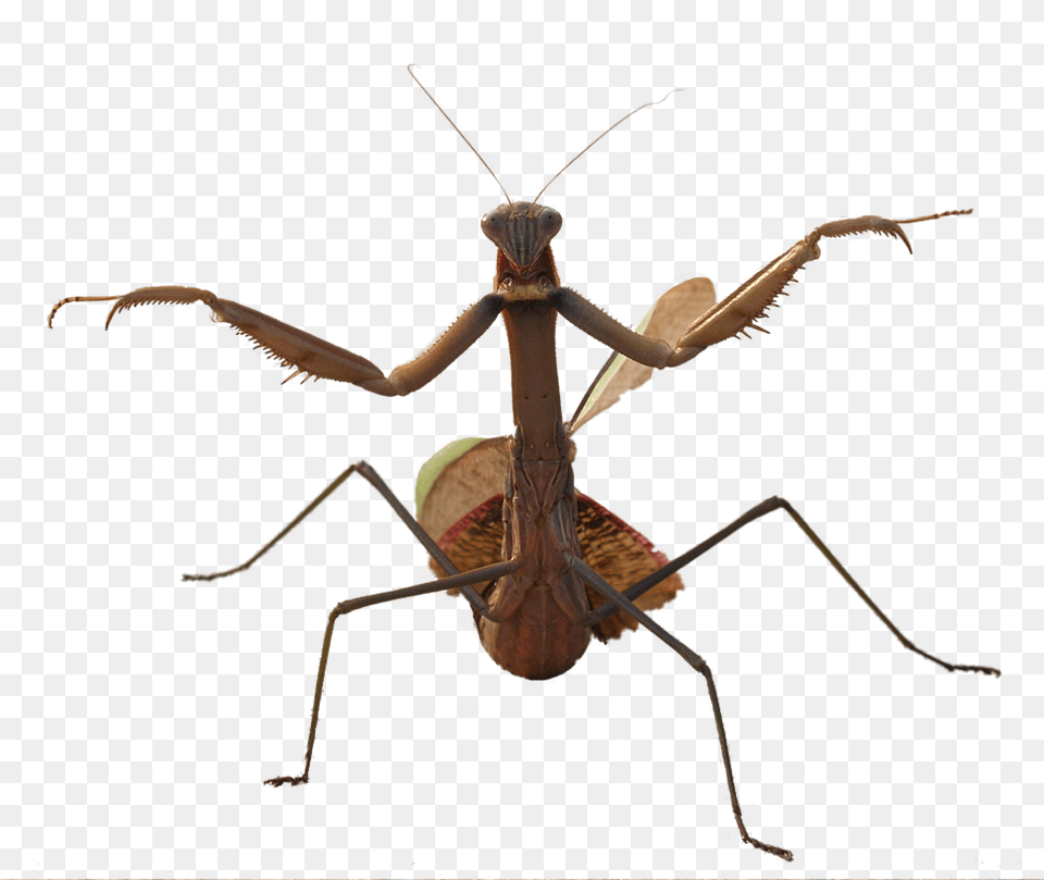 Mantis, Animal, Insect, Invertebrate Png