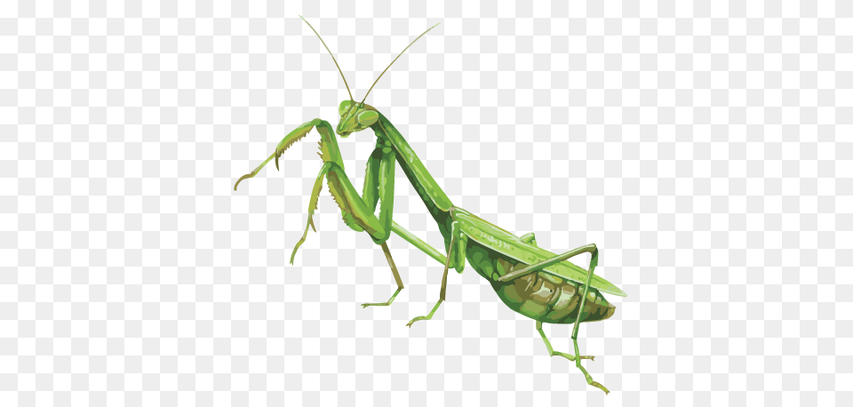 Mantis, Animal, Insect, Invertebrate, Cricket Insect Png