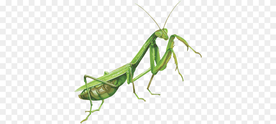 Mantis, Animal, Insect, Invertebrate Png Image