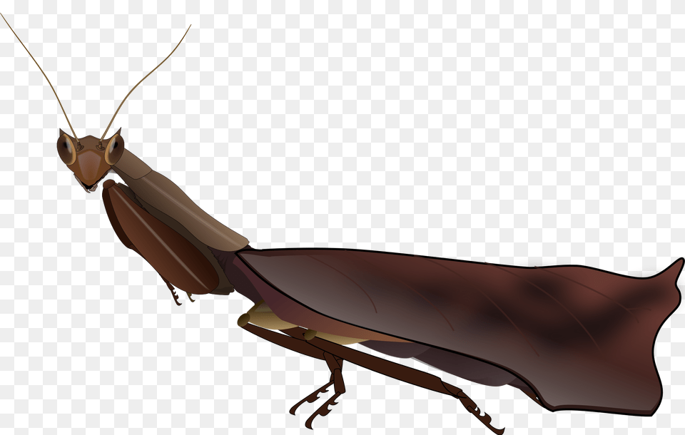 Mantis, Animal, Insect, Invertebrate Free Png Download