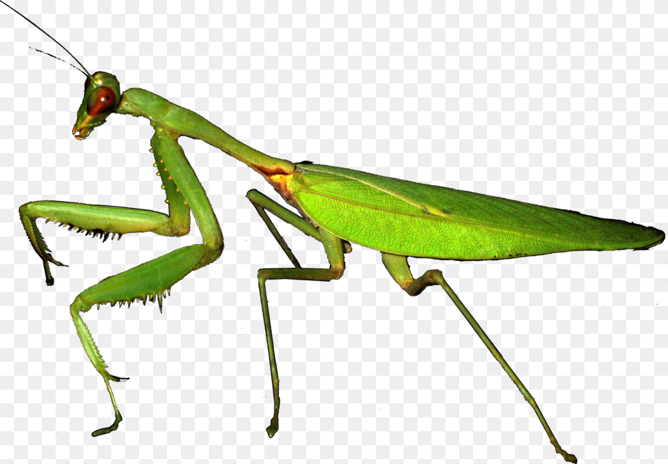 Mantis, Animal, Insect, Invertebrate, Cricket Insect Png Image