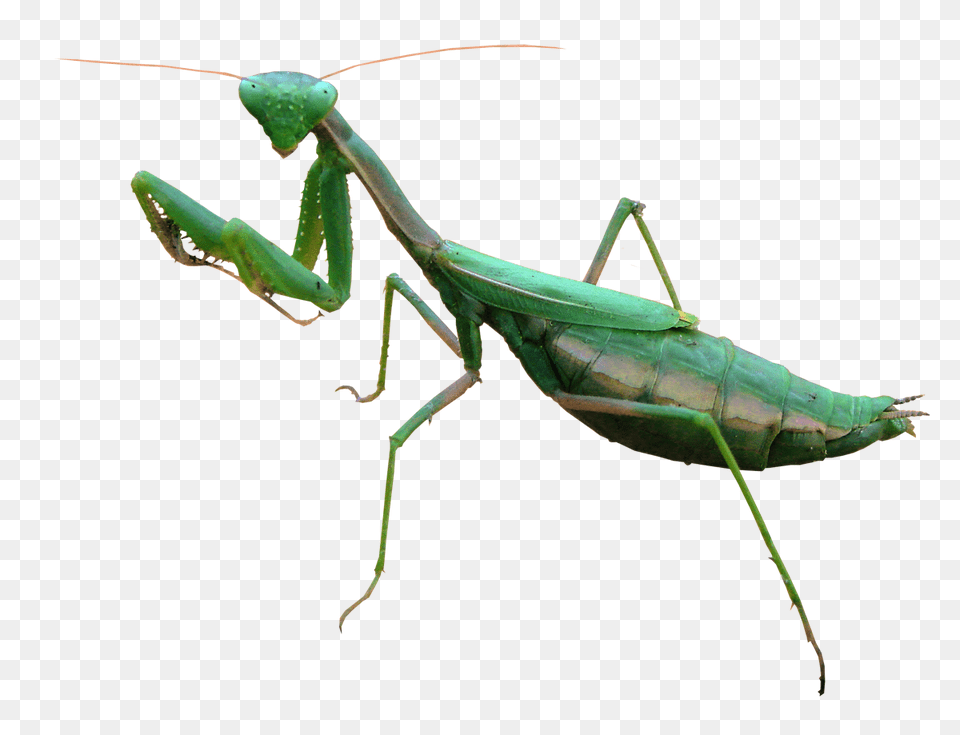 Mantis, Animal, Insect, Invertebrate, Bird Free Png Download