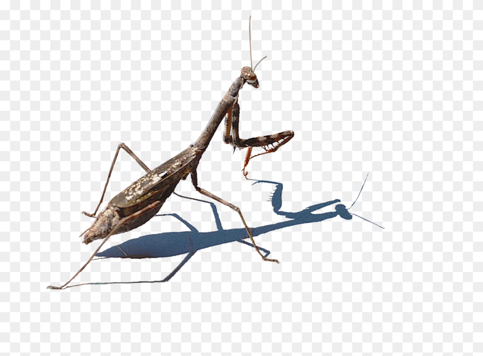 Mantis, Animal, Insect, Invertebrate, Cricket Insect Free Png Download