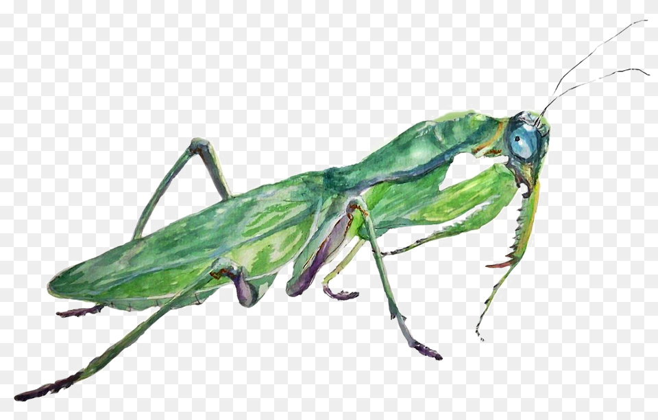 Mantis, Animal, Insect, Invertebrate, Cricket Insect Png