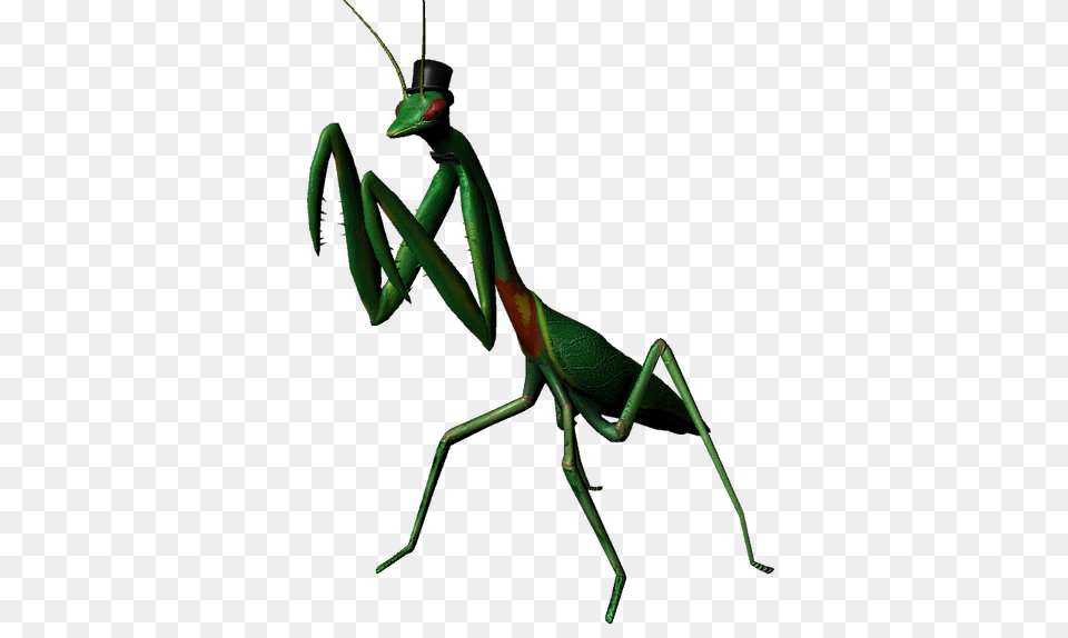 Mantis, Animal, Insect, Invertebrate Free Transparent Png