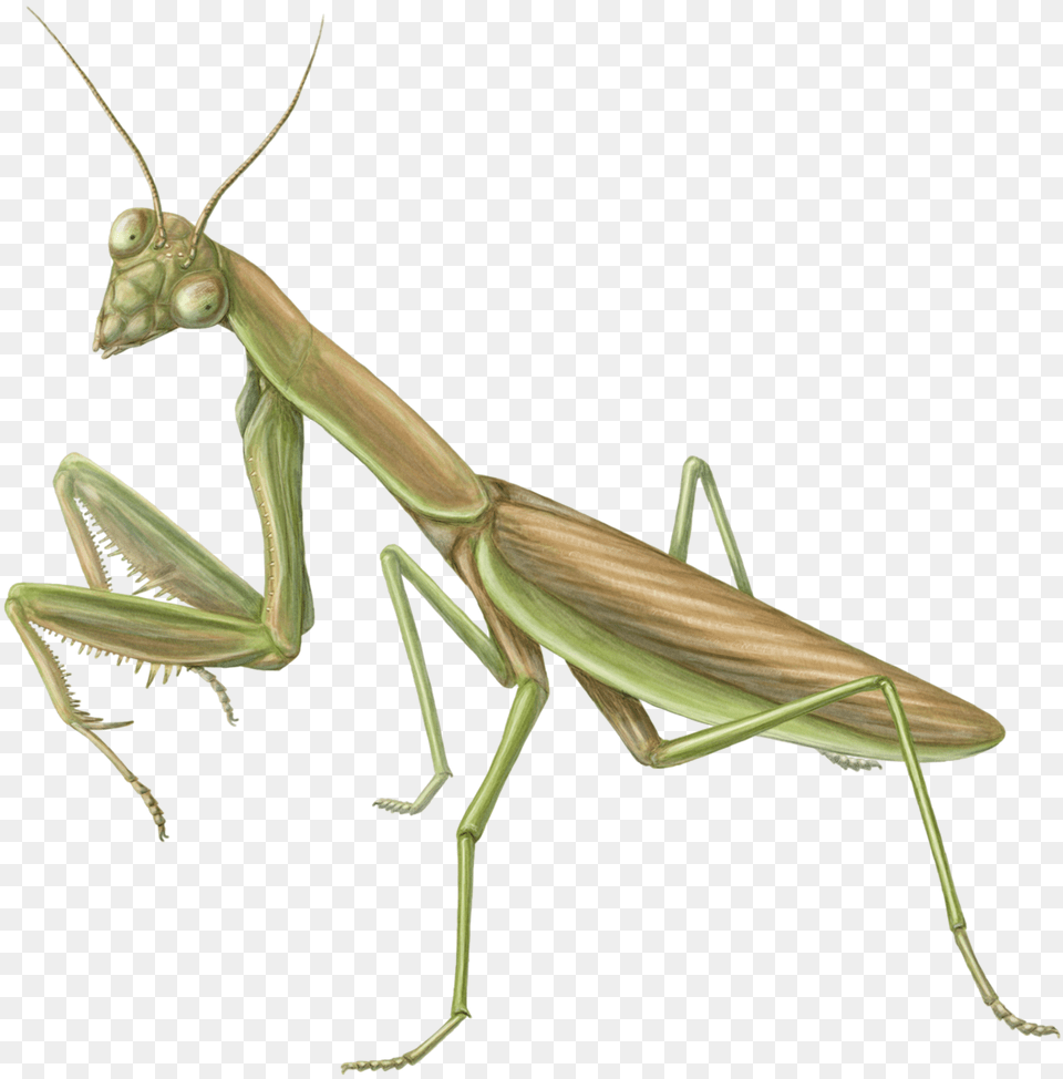 Mantis, Animal, Insect, Invertebrate Png Image