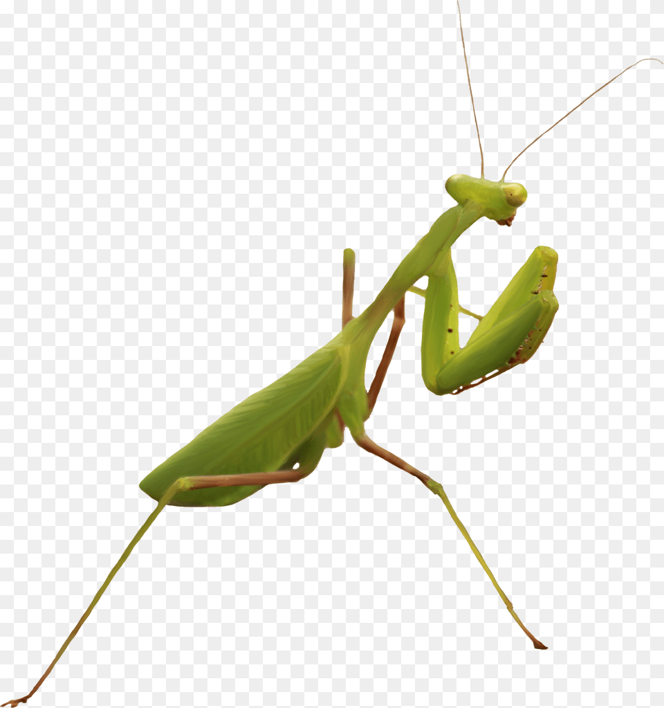 Mantis, Animal, Insect, Invertebrate Png