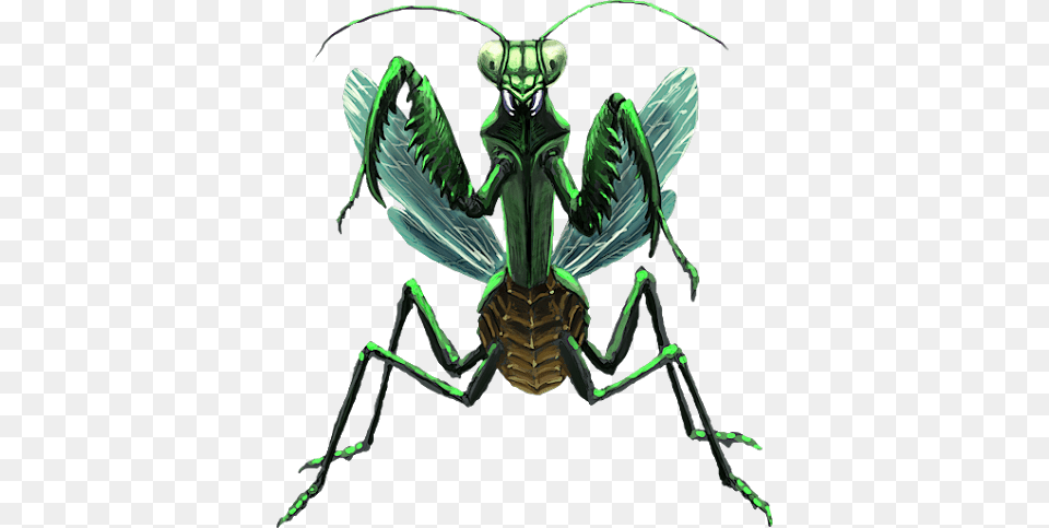 Mantis, Animal, Insect, Invertebrate Free Png Download