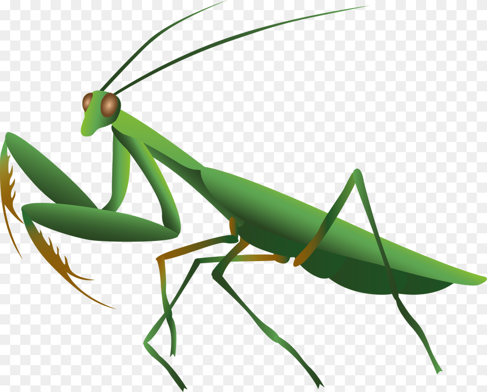 Mantis, Animal, Insect, Invertebrate, Spider Free Png