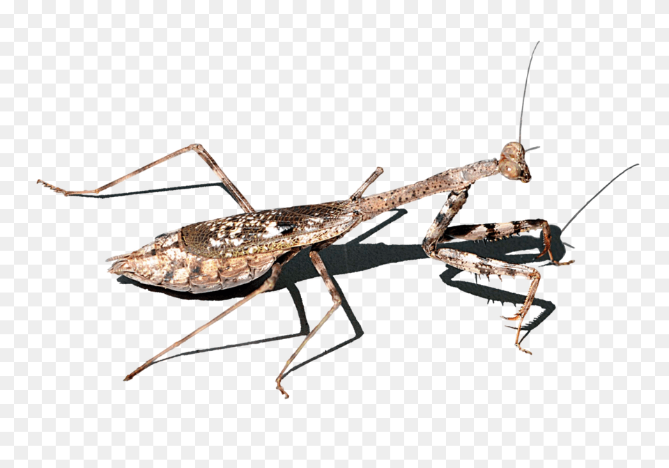 Mantis, Animal, Insect, Invertebrate, Cricket Insect Png