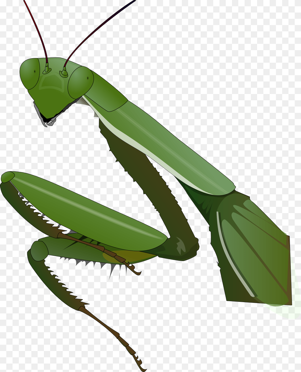 Mantis, Animal, Insect, Invertebrate, Fish Free Png