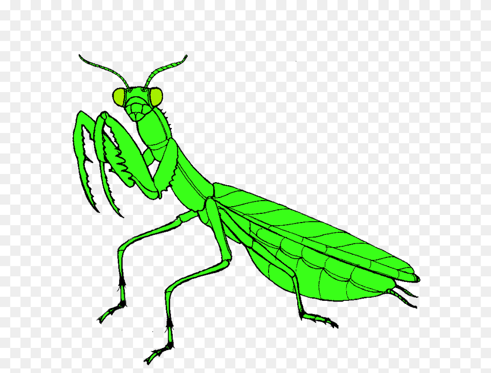 Mantis, Animal, Insect, Invertebrate Free Png Download