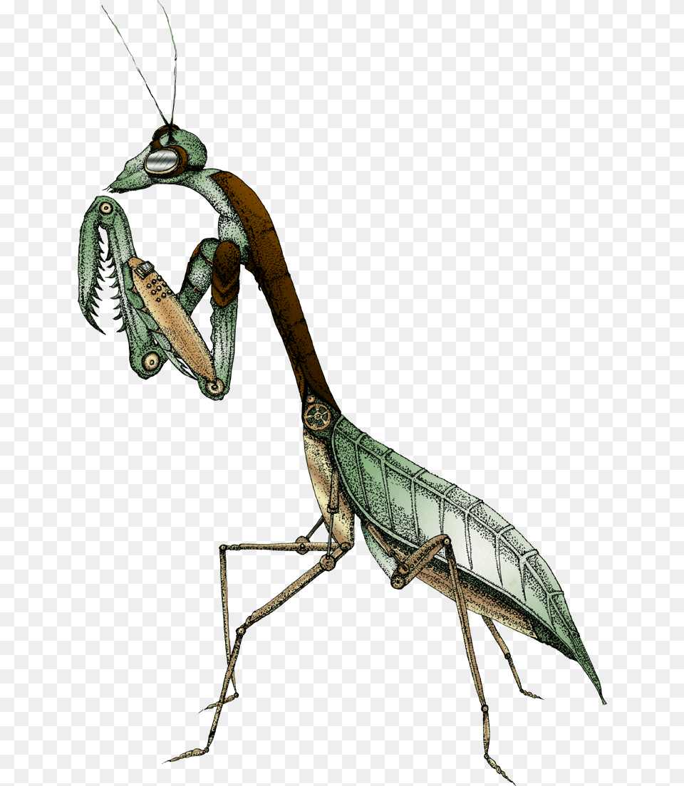 Mantis Augmented Feral Beagle, Animal, Dinosaur, Reptile, Insect Free Png