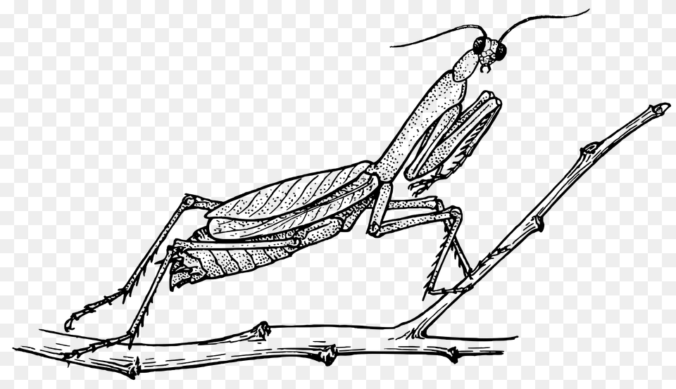 Mantis Clipart, Animal, Grasshopper, Insect, Invertebrate Free Png