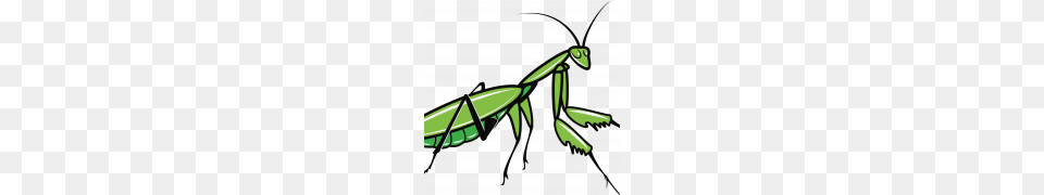 Mantis Clipart, Animal, Insect, Invertebrate Png