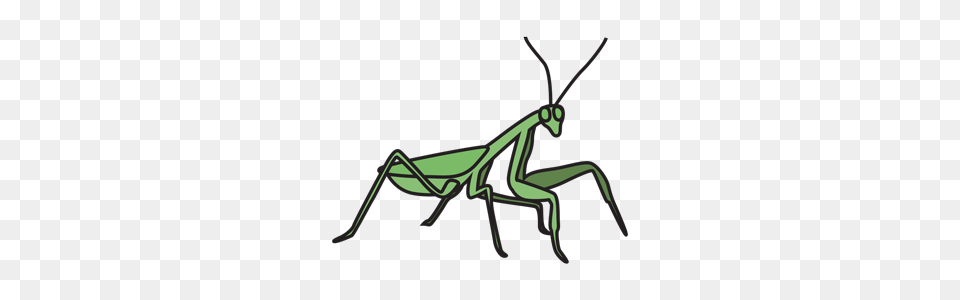 Mantis Clipart, Animal, Insect, Invertebrate, Bow Png