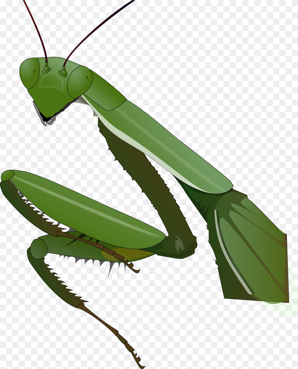 Mantis Clipart, Animal, Insect, Invertebrate, Fish Free Png Download