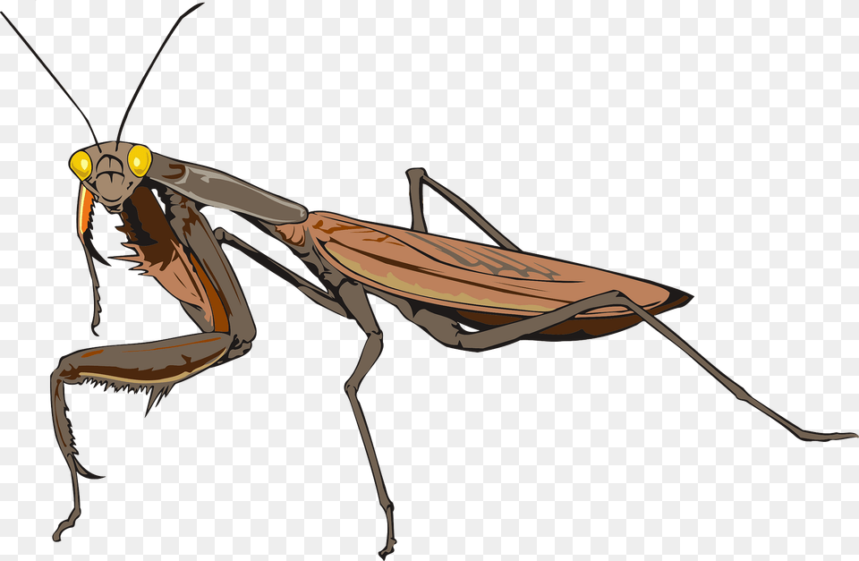 Mantis Clipart, Animal, Insect, Invertebrate, Cricket Insect Free Png Download