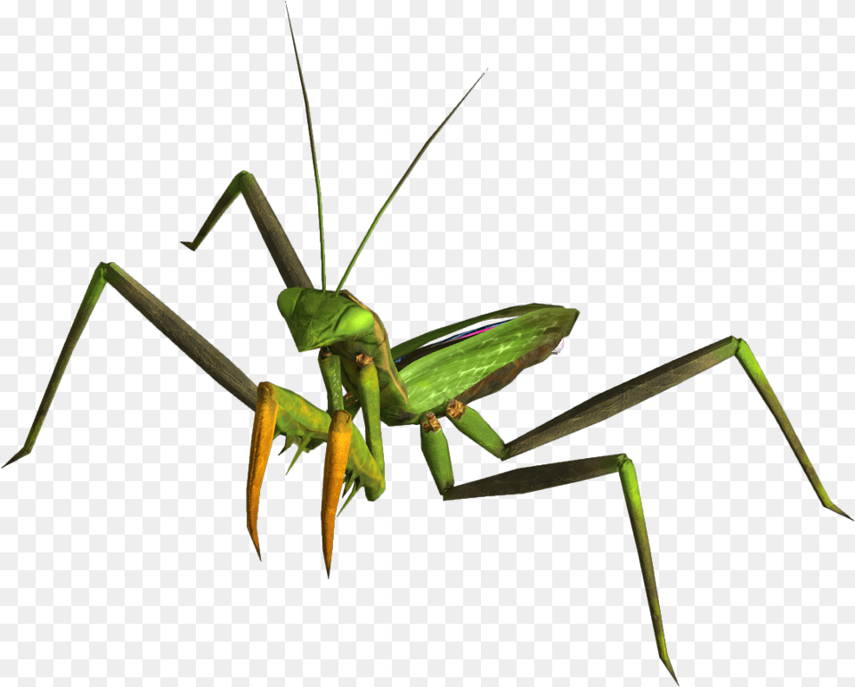 Mantis Fallout New Vegas, Animal, Cricket Insect, Insect, Invertebrate Free Transparent Png