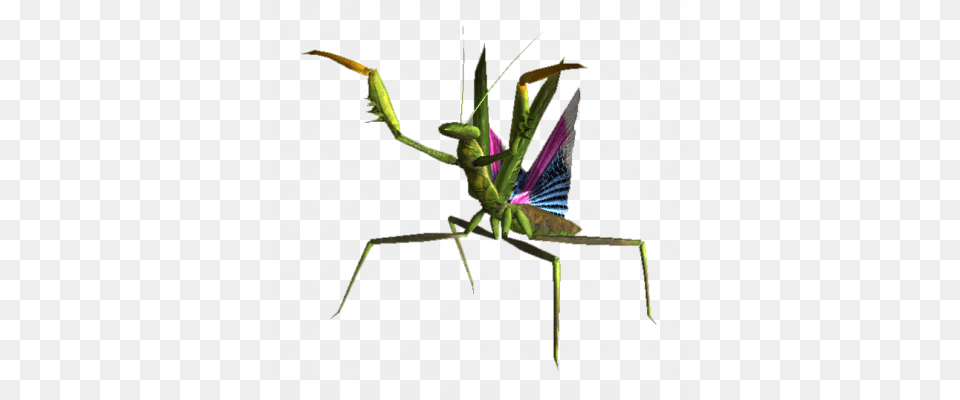 Mantis Giant Insect, Animal, Cricket Insect, Invertebrate Free Png Download
