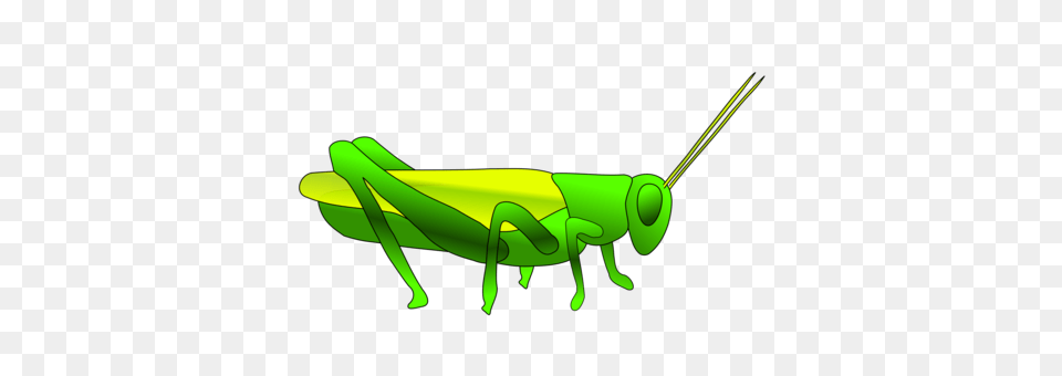 Mantis Grasshopper Insect Pest Cricket Wireless, Animal, Invertebrate, Smoke Pipe Free Png