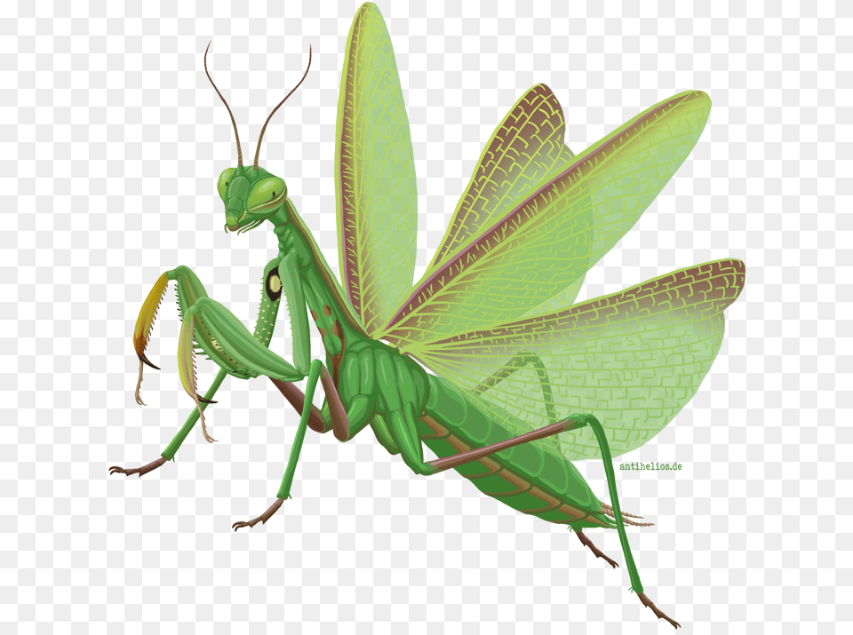 Mantis Hamburg, Animal, Insect, Invertebrate, Grasshopper Free Png