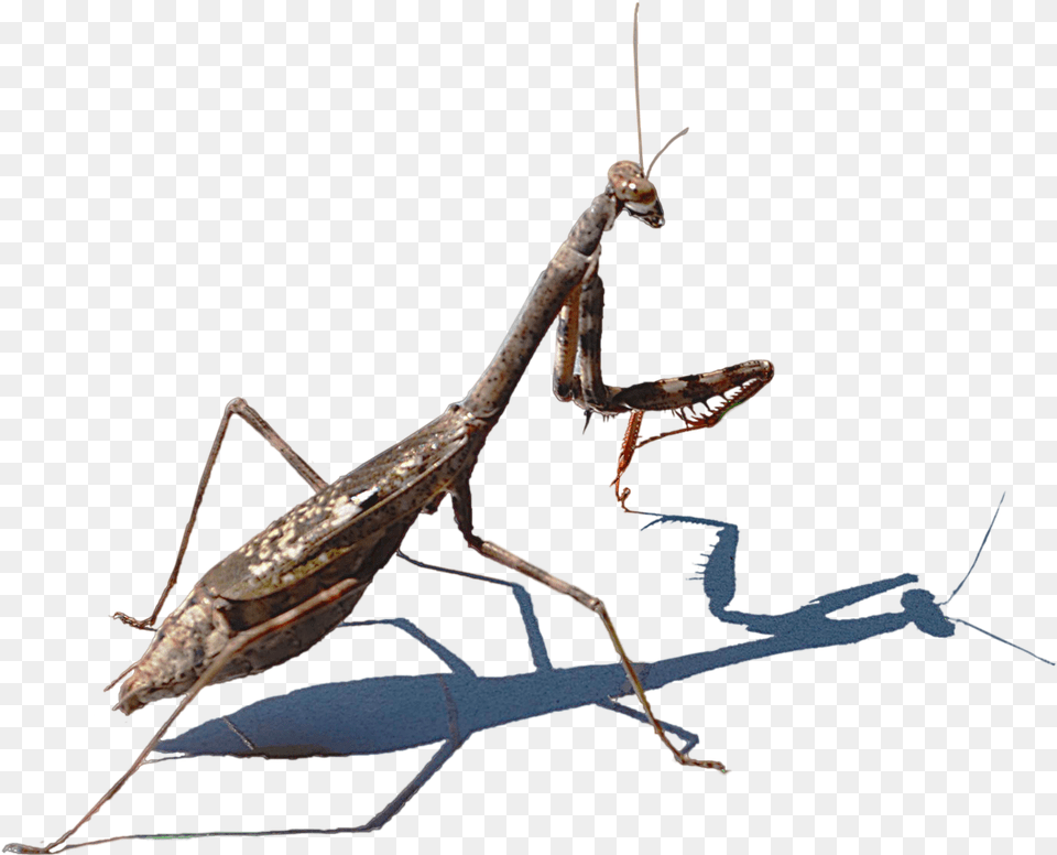 Mantis Hd Image Praying Mantis Transperent, Animal, Cricket Insect, Insect, Invertebrate Free Png