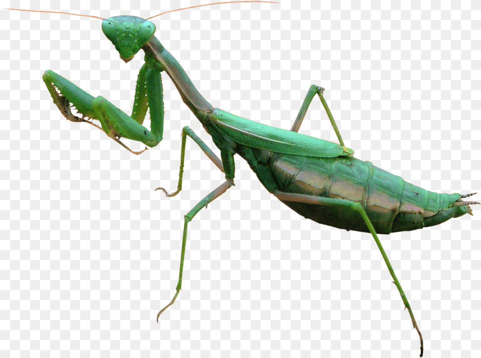 Mantis Image Mantis, Animal, Insect, Invertebrate, Cricket Insect Free Png