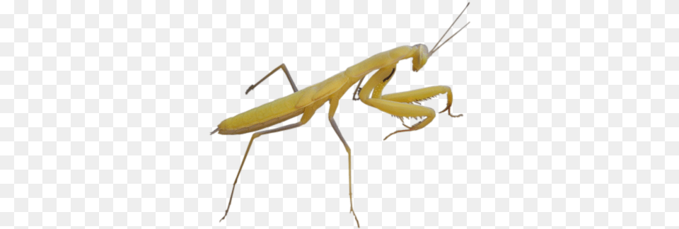 Mantis Insects, Animal, Insect, Invertebrate Free Png
