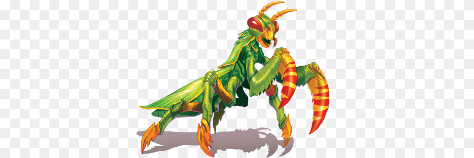 Mantis Mantis, Animal, Bee, Insect, Invertebrate Png Image