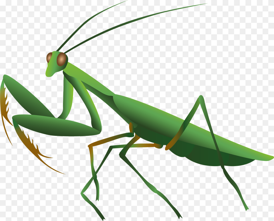 Mantis Mantis, Animal, Insect, Invertebrate, Spider Png