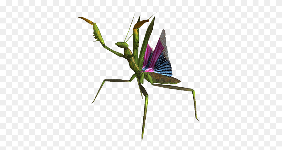 Mantis Match Appstore For Android, Plant, Animal, Insect, Invertebrate Png